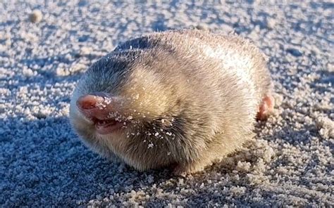 Sand-swimming golden mole, feared extinct, rediscovered after 86 years ...