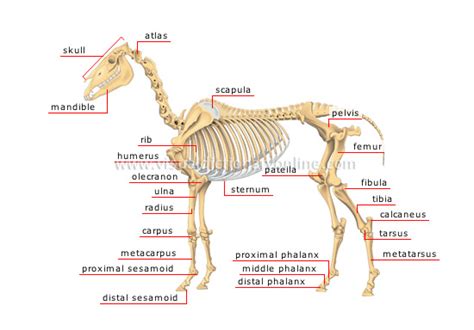 Horse Skeletal System Labeled