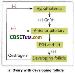 Phases of Menstrual Cycle and Oestrous Cycle - Role of Hormones - CBSE Tuts