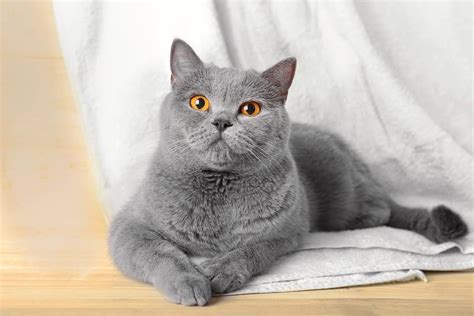 15 Beautiful Grey Cat Breeds You’ll Want to Adopt - Bubbly Pet