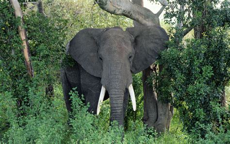 African Elephant Latest Hd Wallpapers/Images 2013 | Beautiful And Dangerous Animals/Birds Hd ...