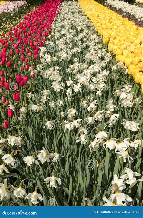 Colorful Tulips and Daffodils Blooming in a Garden. Stock Photo - Image ...