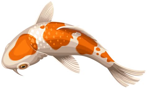 Koi Showa Goldfish Clip art - White and Orange Koi Fish Transparent Clip Art PNG Image png ...