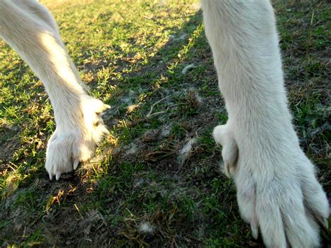 Pure bred Great pyrs have double dew claws