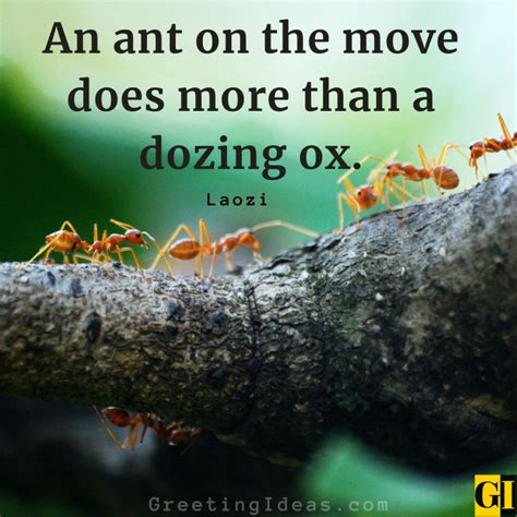 25+ Motivational Quotes On Ants - LouisJamielee