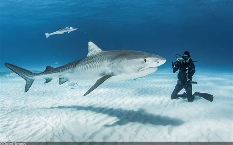 Photographing Tiger Sharks