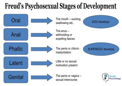 Freud's Stages of Human Development: 5 Psychosexual Stages