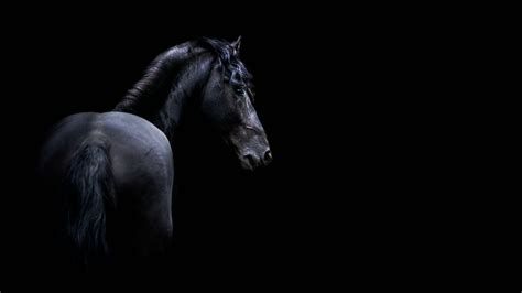 Black and White Horse Wallpapers - Top Free Black and White Horse Backgrounds - WallpaperAccess