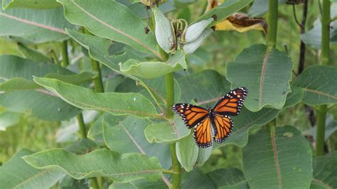 Milkweed brings monarch butterflies to Berkshire meadows