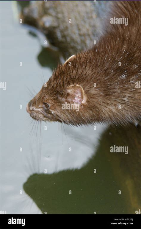 Mink habitat hi-res stock photography and images - Alamy