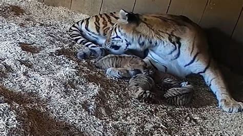 Endangered tiger gives birth to cubs at London zoo | KOKH