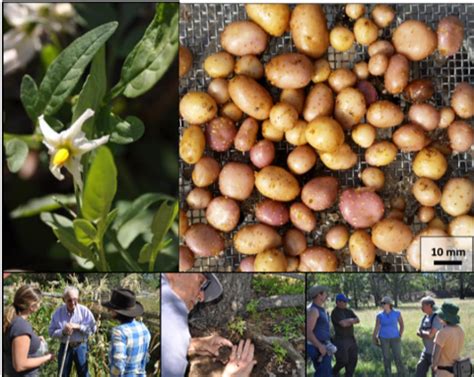 Plant Domestication: Four Corners Potato - Department of Anthropology ...