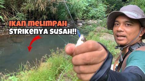 Resiko mancing liar di sungai, banyak ikan tapi sedikit strike - Micro ...