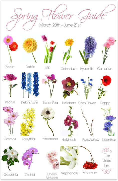 an image of flowers that are in the spring and summer months, including daisies