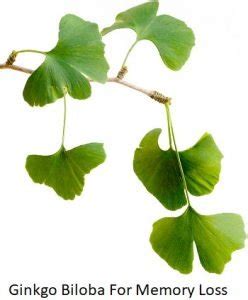 Ginkgo Biloba For Memory Loss – Meds Fact