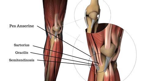 Pes Anserine Bursitis | Anatomy, Symptoms and Diagnosis