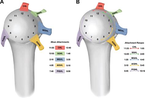 Middle glenohumeral ligament | Semantic Scholar