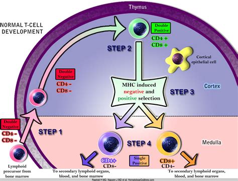 HematologyOutlines - Atlas