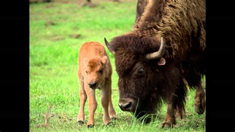 Bison Conservation | Jennifer Barfield | TEDxCSU - YouTube