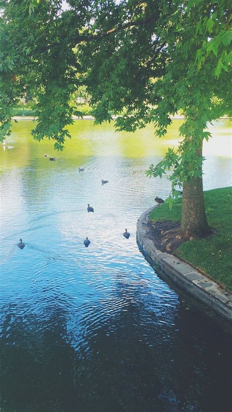 Duck Pond Wallpaper Download | MobCup