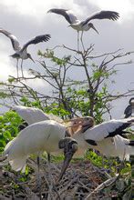 Wood Storks Nesting Free Stock Photo - Public Domain Pictures