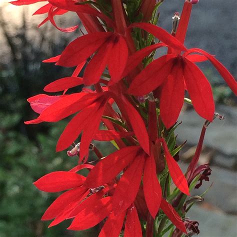 Lobelia cardinalis | Harford County Maryland Plant Nursery