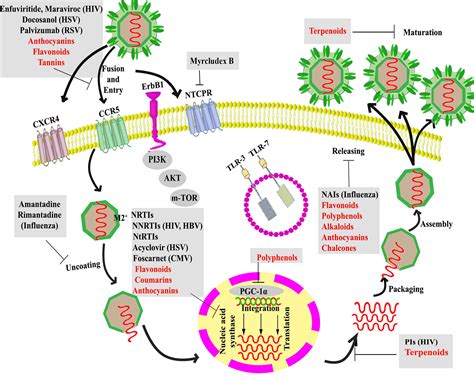 Langeweile Wässrig Tänzer letermovir mechanism of action Erdkunde Gebühr Abstammung