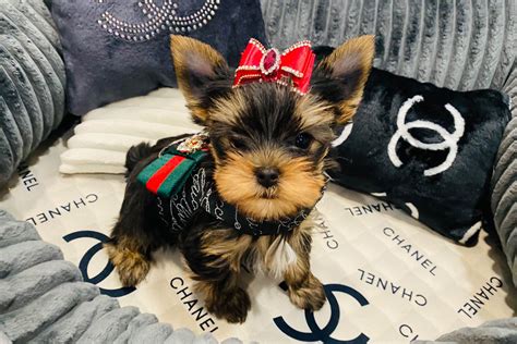 Green Mountain Designer Yorkies - Yorkshire Terrier Puppies for Sale in Newport Center, VT | AKC ...