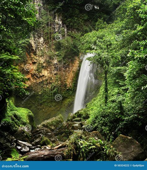 Victoria Waterfall (Dominica) Stock Photo - Image of fragility ...