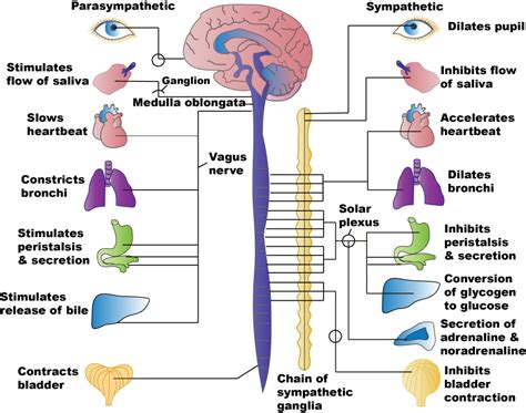 Exploring the brain: a tour of the structures of the nervous system – Introduction to Biological ...