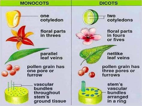 Flowering plants monocotyledon and dicotyledon - ALL ABOUT UPSC CIVIL SERVICE EXAM