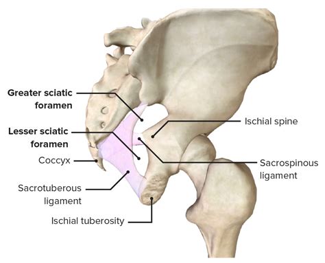 Greater Sciatic Foramen