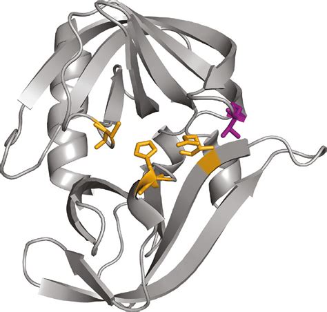 Crystal structure of 3C protease of coxsackievirus B3 (PDB:... | Download Scientific Diagram