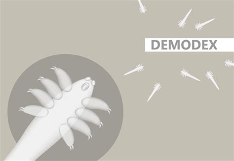 Demodex Mites Microscope: Over 16 Royalty-Free Licensable Stock Illustrations & Drawings ...