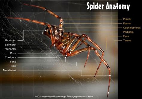 Insect Anatomy Basics | Leg anatomy, Insect anatomy, Anatomy