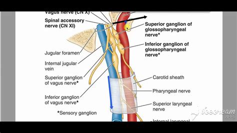 Carotid Sheath