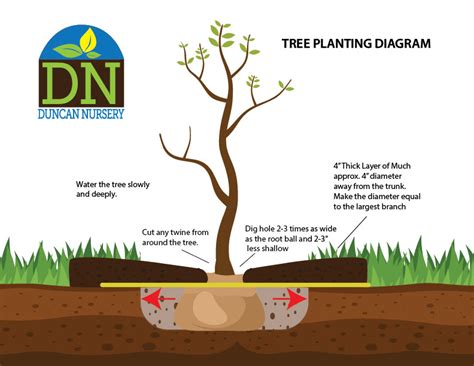 7 Steps to Planting a Happy Healthy Tree | Duncan Nursery