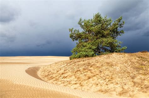 Exploring Hoge Veluwe National Park: A Visitor's Guide | PlanetWare