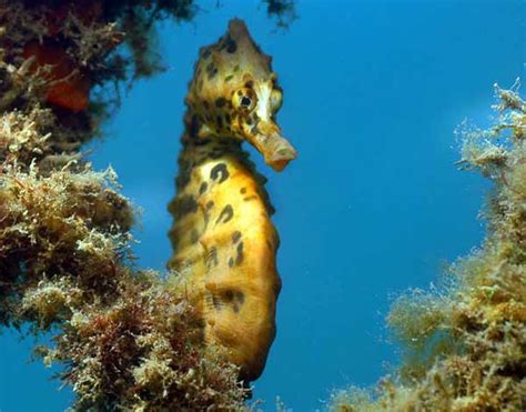 Bigbelly Seahorse, Hippocampus abdominalis Lesson, 1827 - The Australian Museum