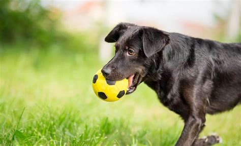 4 Best Dog Proof Soccer Balls For Kicking Around With Your Canine