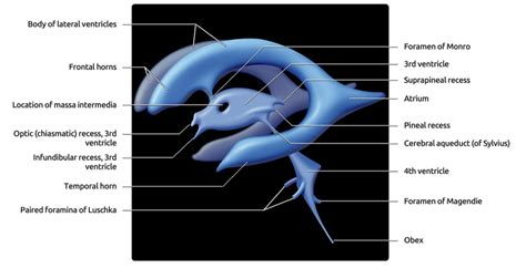 ventricular system overview :: Brain Imaging