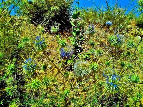 EYE CATCHING FLORA OF THAR DESERT,RAJASTHAN - Tripoto