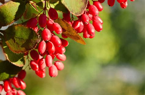 Berberine Supplements: How They Help, Dosage, Side Effects - eXplicitSupplements.com