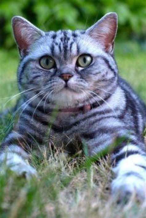 36 Tabby Cat Fur Patterns Photos – See more ideas about pets, cute animals, animals.