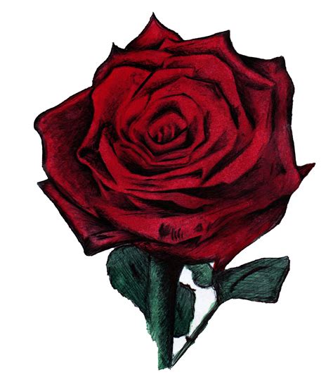 Red Rose Drawing - ClipArt Best