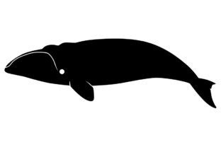 Right Whale Silhouette Graphic by iDrawSilhouettes · Creative Fabrica