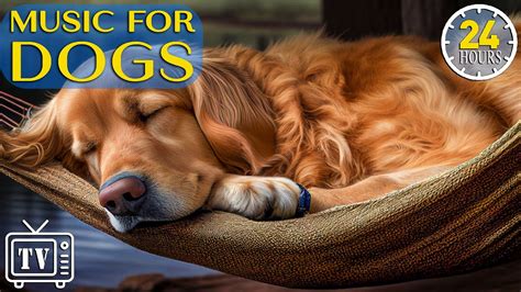 24 Hours of Dog Sleep Music: Cure Depression & Separation Anxiety with ...