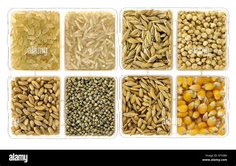 Food grains rice barley jowar wheat bajra paddy rice and corn in Stock ...