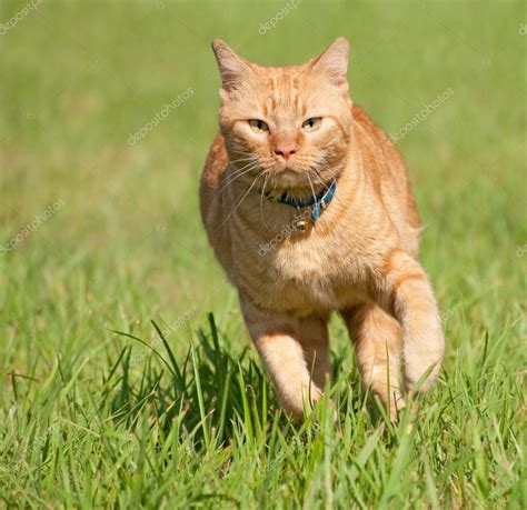 Orange tabby cat running fast towards the viewer in green grass Stock ...