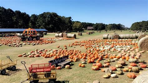 This Farm Boasts Mississippi's Best Pumpkin Patch And Other Fall Faves